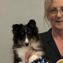 Shetland Sheepdogs from Double Dare Shelties