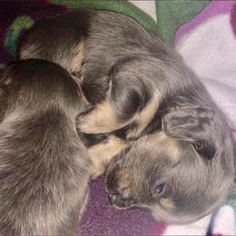Dachshund Puppies from Meldox
