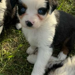 Clover - Black tri male Miniature Australian Shepherd puppy in Rensselaer, Indiana from Geri's Dogs