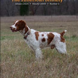 American Water Spaniel and Brittany Puppies from High Hopes Kennel