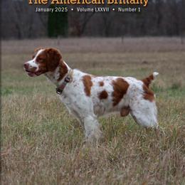 American Water Spaniel and Brittany Puppies from High Hopes Kennel
