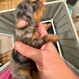 Pluto - Blue merle male Bernedoodle puppy in Rock Hill, South Carolina from LolliPop Farms