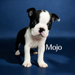 AKC Mojo - Black brindle and white male Boston Terrier puppy in Galena, Kansas from RottNBostons