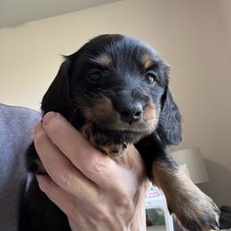 Purple - Black and tan female Dachshund puppy in Meridian, Idaho from Schön Duchshund