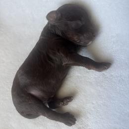 Mr.Pibb - Phantom male Poodle puppy in Saint Cloud, Florida from Doodle & Poodle Valley