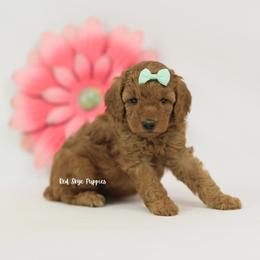Luma - Red  female Poodle puppy in Republic, Missouri from Red Skye Puppies