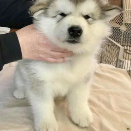 Ash - Gray and white male Alaskan Malamute puppy in Palmyra, Michigan from Illusion Kennel