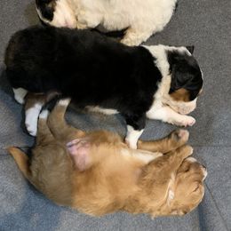 Bernedoodle puppies from Beavercreek Bernedoodles