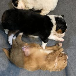 Bernedoodle puppies from Beavercreek Bernedoodles