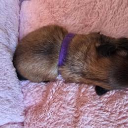 Girl 3 - Brindle female Shih Tzu puppy in Mountain Grove, Missouri from Precious Puppies