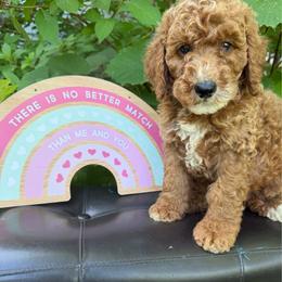 Levi - Red male Labradoodle puppy in English, Indiana from Doodle Darlings