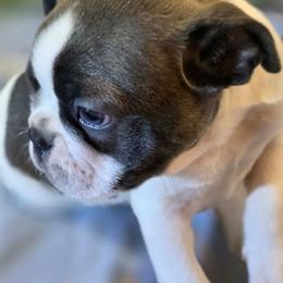 Bosley - Blue male Boston Terrier puppy in Kingsport, Tennessee from Irish Heart Bostons
