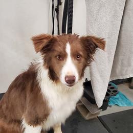 Meadow - Border Collie