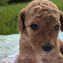 Poodles from Murphy's Standards