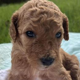 Poodles from Murphy's Standards