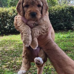 Goldendoodle Puppies from Evergrace Farm Doodles