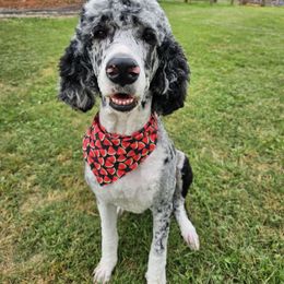 Charlie - Bernedoodle