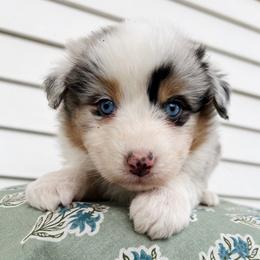 Gimlet - Blue merle male Australian Shepherd puppy in Kearney, Nebraska from Helix Aussies