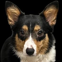 Oakley - Pembroke Welsh Corgi