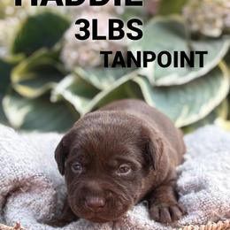 Haddie - Chocolate female Dilute Retriever puppy in Puyallup, Washington from 12 Door Farm Labradors