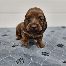 Cooper - Red male Dachshund puppy in Anaconda, Montana from Montana Country Dachshunds