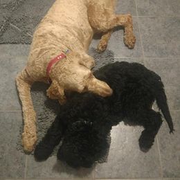 Goldendoodles from Mastadoodles