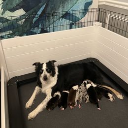 Australian Shepherd Puppies from Indigo Grove Aussies