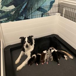 Australian Shepherd Puppies from Indigo Grove Aussies