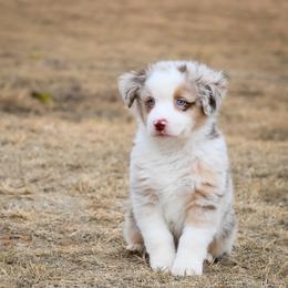 Joker - Red merle male Miniature American Shepherd puppy in Snyder, Texas from RLA Miniature American Shepherds