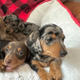 Dachshunds from Lazzy Z Dachshunds