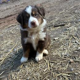 Cupid - Red tri male Miniature Australian Shepherd puppy in Pinnacle, North Carolina from Higher Elevations Mini Aussies