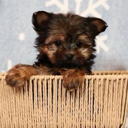 Mallory - Blue and gold female Yorkshire Terrier puppy in Daleville, Indiana from Monarch Yorkshire Terriers