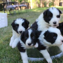 Border Collie Puppies from Team Reeves Ranch