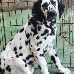 Girl 1 - White and black female Dalmatian puppy in Owosso, Michigan from Dreammaker Dalmatians