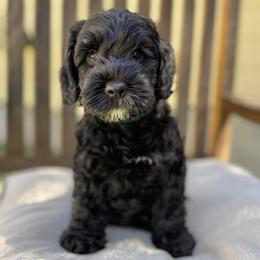 Finch - Black male Australian Labradoodle puppy in Morgan Hill, California from Loving Labradoodles