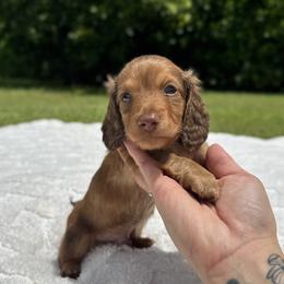 Rocky - Dapple male Dachshund puppy in Homestead, Florida from Redland Dachshund Grove