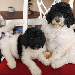 Goldendoodle and Poodle Puppies from Elizabeth Rocha's Doodles