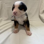 Greater Swiss Mountain Dog Puppies from Bugyal Kennel