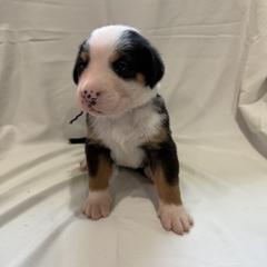 Greater Swiss Mountain Dog Puppies from Bugyal Kennel