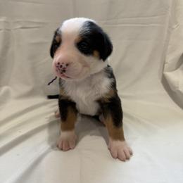 Greater Swiss Mountain Dog Puppies from Bugyal Kennel