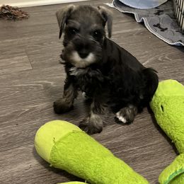 Miniature Schnauzer Puppies from S & S Miniature Schnauzer