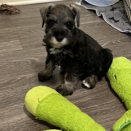 Miniature Schnauzer Puppies from S & S Miniature Schnauzer