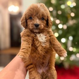 Boy 4 - Red  male Goldendoodle puppy in Meridian, Mississippi from Magnolia Poodles and Doodles