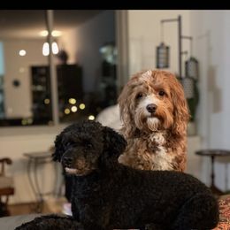 Cavapoos from Carlson Cavapoos