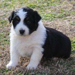 Olivia - Black tri-color female Australian Shepherd puppy in Kansas, Oklahoma from Windy G Farm