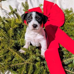 Donner - Tri-color male Russell Terrier puppy in Sandown, New Hampshire from Patch Wood Irish Jacks