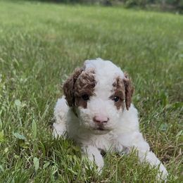 Nels - Parti male Poodle puppy in New Milford, Pennsylvania from Cross's Poodle Puppies
