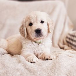 Lime Collar - Light golden female Golden Retriever puppy in Coarsegold, California from Sierra Hills Retrievers