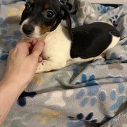 Jasper - Piebald male Dachshund puppy in Conroe, Texas from R&M Dachshunds