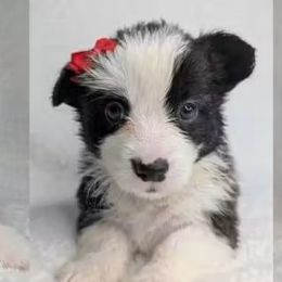 American Corgi puppies from Cold Creek Family Farm LLC
